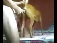 Beastiality compilation of female dogs
