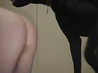 Man offering his ass for k9 dog sex