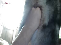 Dog's pussy getting fisted by beastie gal