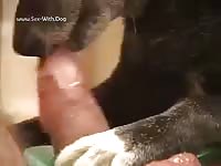 Dog making his owner's cock a treat