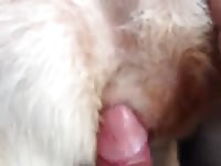 Furry pet porn with brown dog