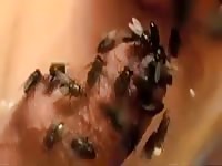 Insect porn flies on dick