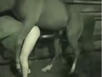 Big horse dick fucks a gay's ass