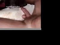 Dog licking a beastie gal cock