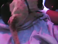 Gay having threesome with dog in his room