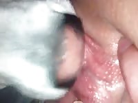 Dog oral sex the pussy of a sexy chick