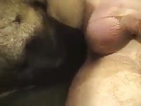 Ohknotty dog sex with gay's ass