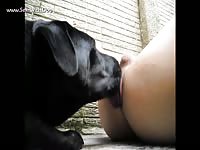 Black dog porn rimming a gay's ass