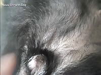 Dog xxx got fingered by huge hands