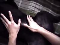 Black dog giving blowjob to gay