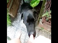 Outdoor dog sex at the road