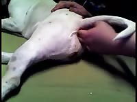 Horny man fingers dog xxx asshole