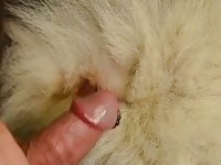 Furry dog got banged by a gay beastiality porn
