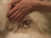 Fingering a white dog's hole homemade beastiality