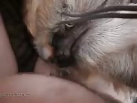 Amateur animal sex with a matured gay 