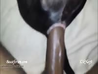 Black cock in a tight hole of a k9 sex video