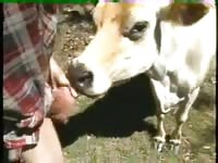 Cow licking a gay beastiality lover dick