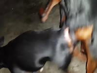 Two k9 banging each other xxx animal porn