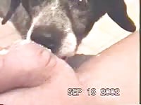 Pet dog gives blowjob to its owner