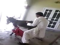 Donkey got banged hardcore beastiality