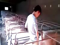Man banging a pig porn