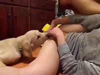 Dog making his pet porn owner cum
