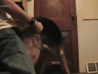 Amateur beastiality with canine dildo