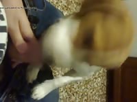 Cute dog giving blowjob to owner