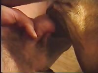Brown dog anal sex with big dick owner