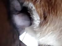 Furry pet porn with anal fucker