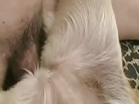 Amateur dog sex with gay anal fucker