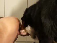 Webcam dog sex with a gay
