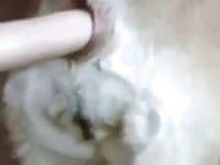 Hardcore animal porn with a dog's ass