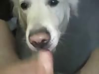 White dog giving blowjob to big cock