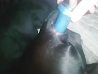 Sex toy got used to finger a dog zoopussy
