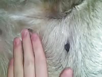 Finger fucking a dog's ass homemade beastiality