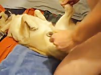 Dog anal sex with a gay