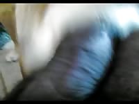 Furry dog's zoo pussy got smashed