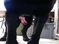 Pink cock waiting for someone to fuck xxx animal porn