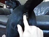 Poking a dog's ass free beastiality