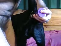 Black dog anal sex with pet owner