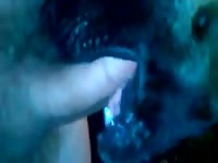 Black dog gives blowjob to long cock