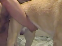 Dog anal sex with a gay whore