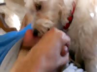Dog oral sex with man's cock