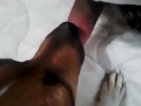 Dog sucking the dick of pet porn owner