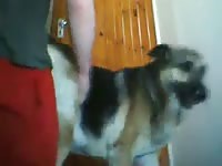 Dog anal sex with horny man