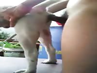 Beastie gal banging a dog's anus