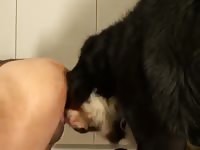 Black dog banging a beastie gal gay from behind