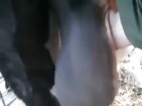 Animal porn tube gay jacking off an animal