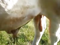 Gay beast porn with a cow